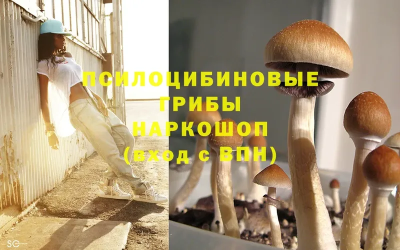 мега зеркало  Азнакаево  Галлюциногенные грибы Psilocybe 